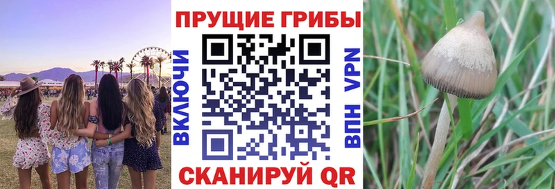 блэк спрут рабочий сайт Шимановск Галлюциногенные грибы Psilocybe